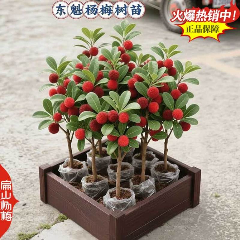 福建东魁杨梅树小杯苗基地杨梅苗批发30-40CM