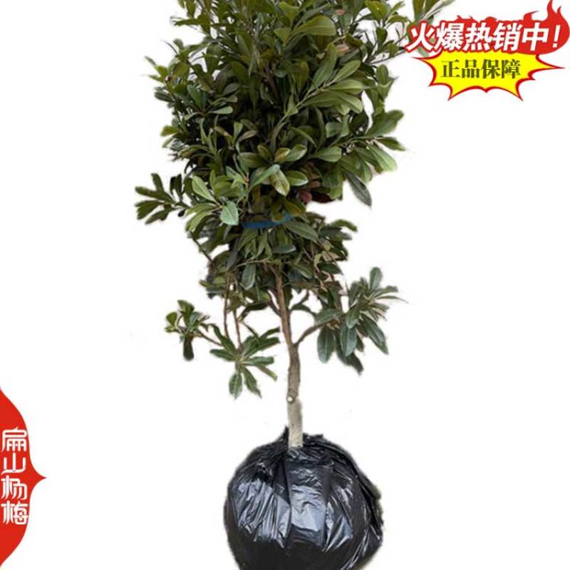 福建东魁杨梅树小杯苗基地杨梅苗批发30-40CM
