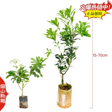 福建东魁杨梅树小杯苗基地杨梅苗批发30-40CM