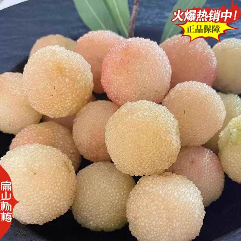 福建莆田特大早熟漳州嫁接接穗杨梅苗杨梅树小杯苗3年