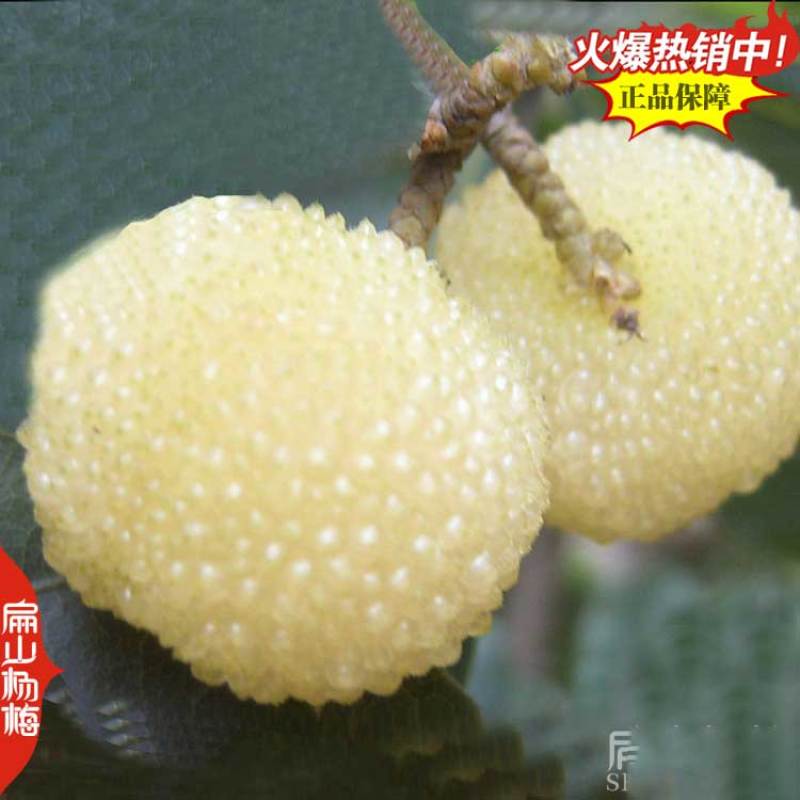 福建莆田特大早熟漳州嫁接接穗杨梅苗杨梅树小杯苗3年