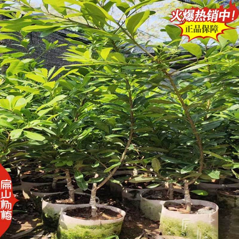 福建莆田特大早熟漳州嫁接接穗杨梅苗杨梅树小杯苗3年
