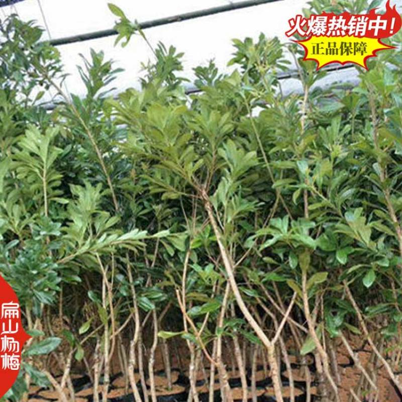 福建莆田特大早熟漳州嫁接接穗杨梅苗杨梅树小杯苗3年