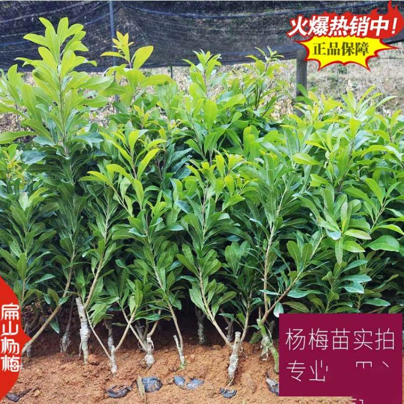 福建莆田特大早熟漳州嫁接接穗杨梅苗杨梅树小杯苗3年
