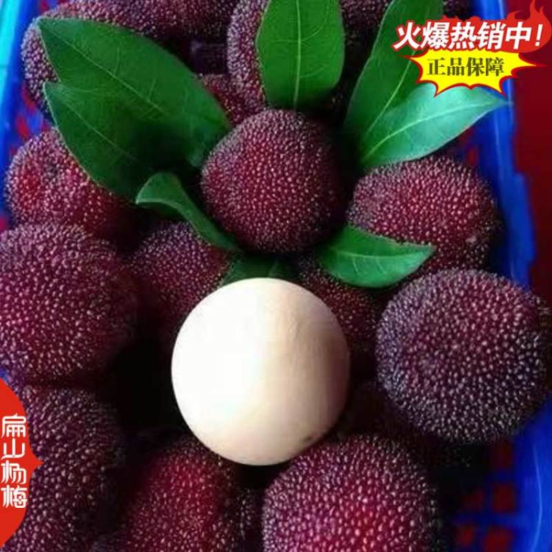 龙岩杨梅树苗批发黑炭杨梅苗培育基地50CM黑炭又大又黑