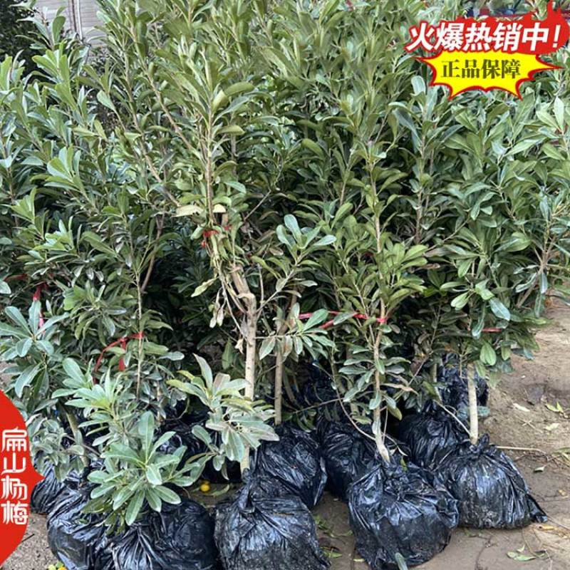龙岩杨梅树苗批发黑炭杨梅苗培育基地50CM黑炭又大又黑