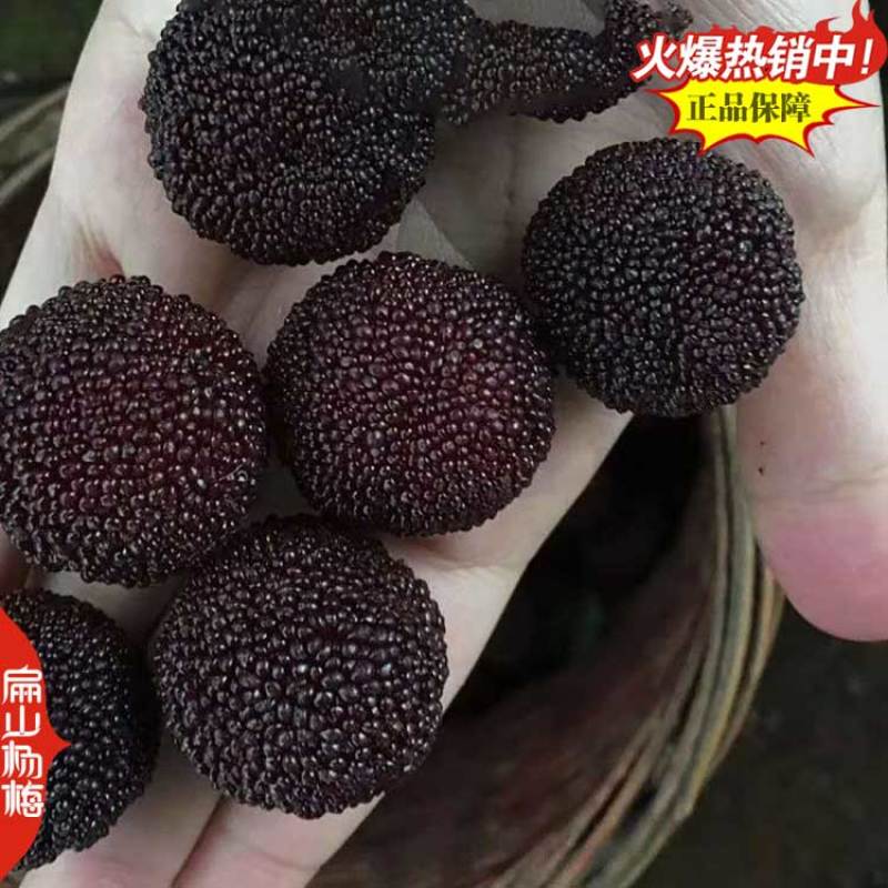 龙岩杨梅树苗批发黑炭杨梅苗培育基地50CM黑炭又大又黑