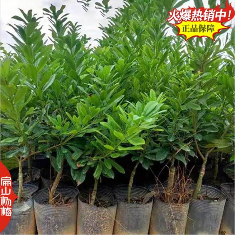 龙岩杨梅树苗批发黑炭杨梅苗培育基地50CM黑炭又大又黑