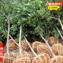 福州标准大黑炭杨梅苗培育福州小黑炭杨梅小杯苗批发10万