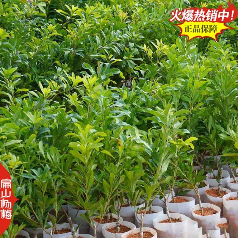 三明And南平三年杨梅苗变种东魁中梅特早早梅新品