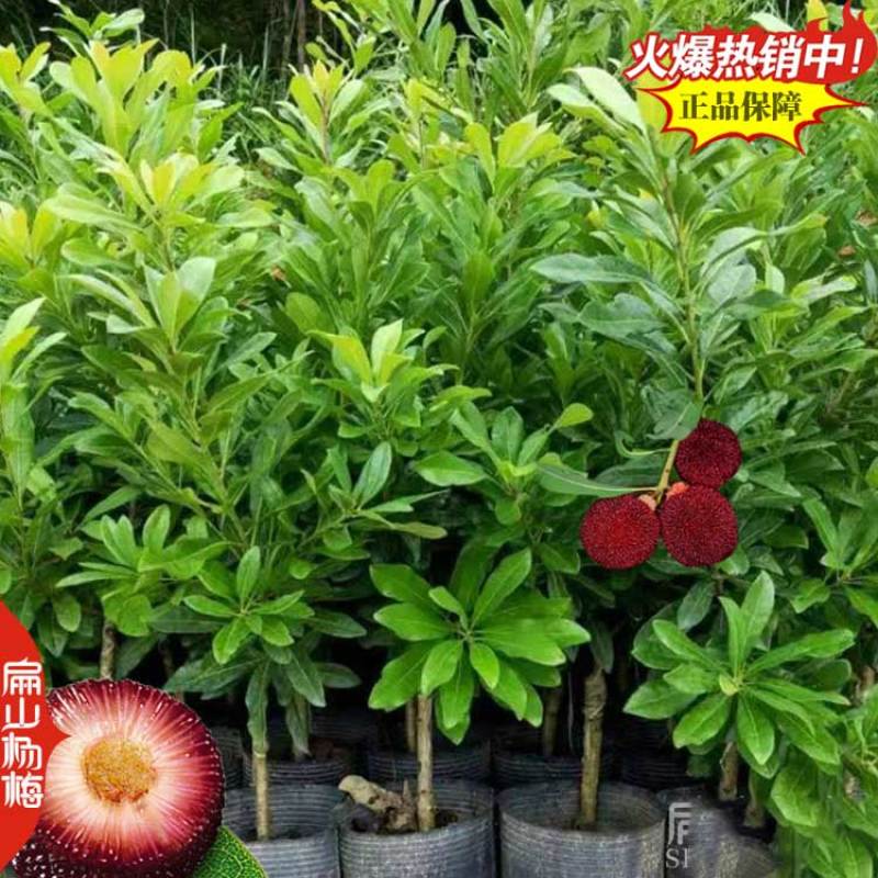 三明And南平三年杨梅苗变种东魁中梅特早早梅新品
