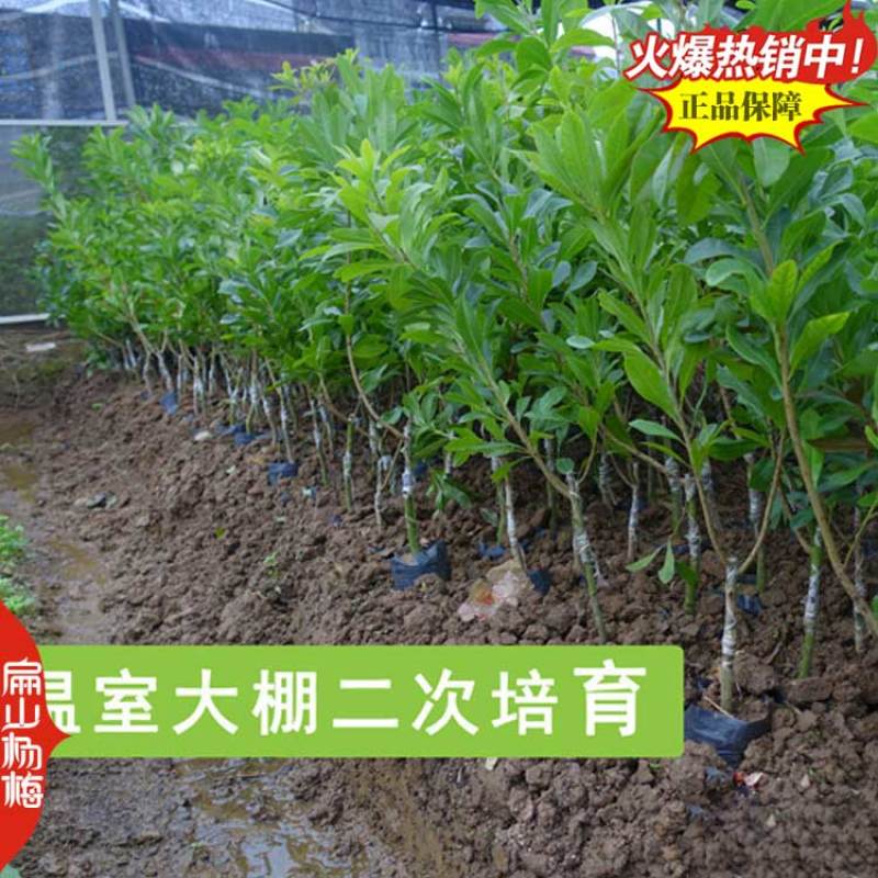 三明And南平三年杨梅苗变种东魁中梅特早早梅新品