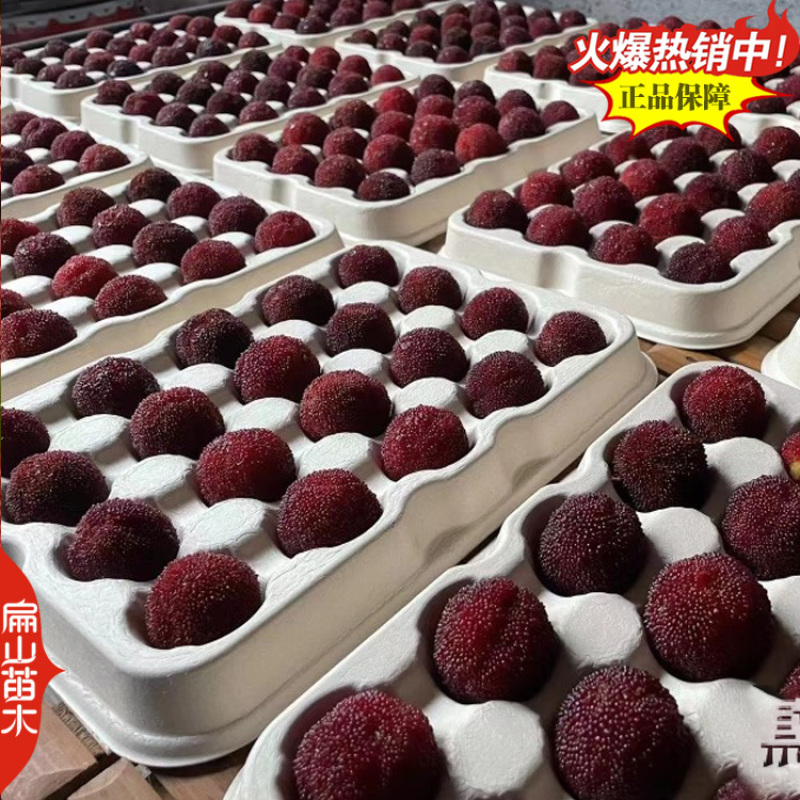 三明And南平三年杨梅苗变种东魁中梅特早早梅新品