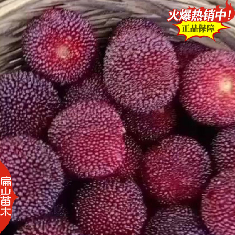 三明And南平三年杨梅苗变种东魁中梅特早早梅新品