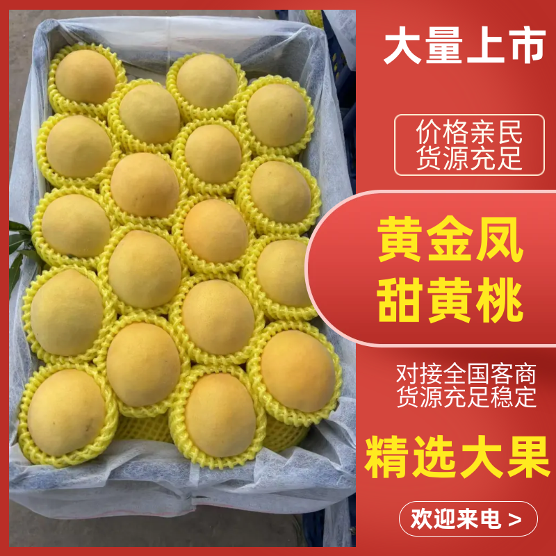 黄金凤，甜黄桃，套袋的huang桃