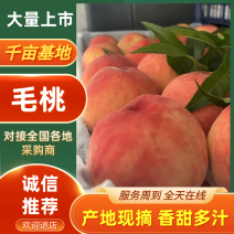 红夏，八号毛桃