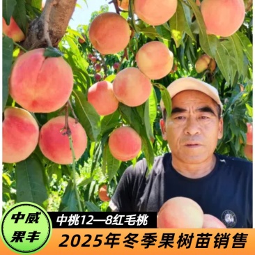 中桃12-8红毛桃7月中旬成熟丰产适合大面积发展的桃树苗
