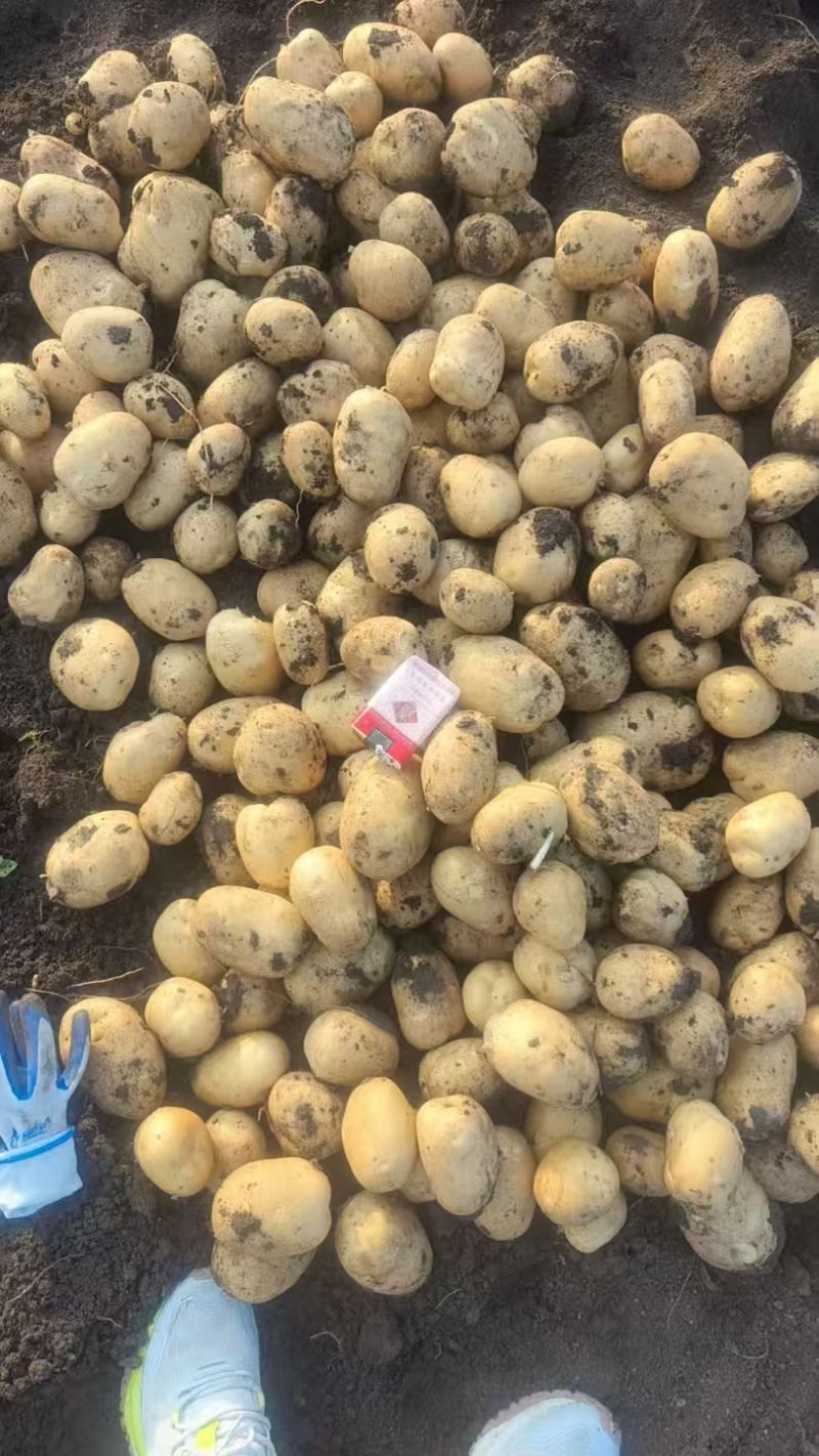 牡丹江黄皮黄心土豆，万亩基地，全国代收代卖对接批发商超