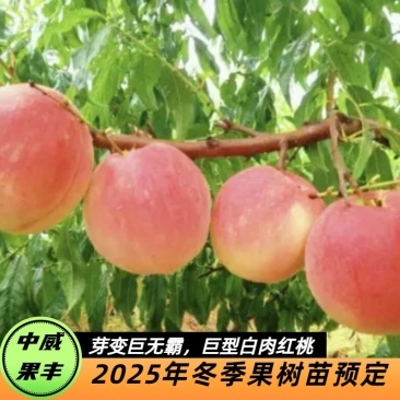 巨无霸红毛桃8月中旬果形美观脆甜可口特丰产的桃树苗