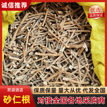 砂仁根精品中药材中药根茎药材精品砂仁根现货可视频看货