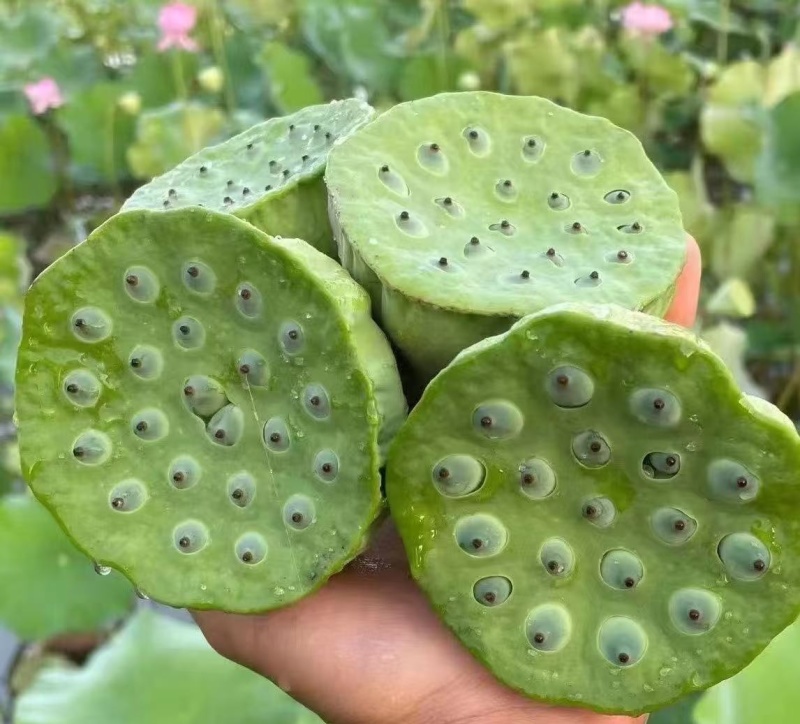 水果莲蓬电商款通货批发价2025大量上市