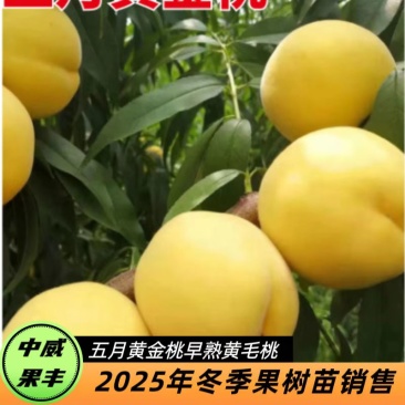 五月黄金桃特早熟黄肉毛桃5月20号熟口感浓郁香甜的桃树苗