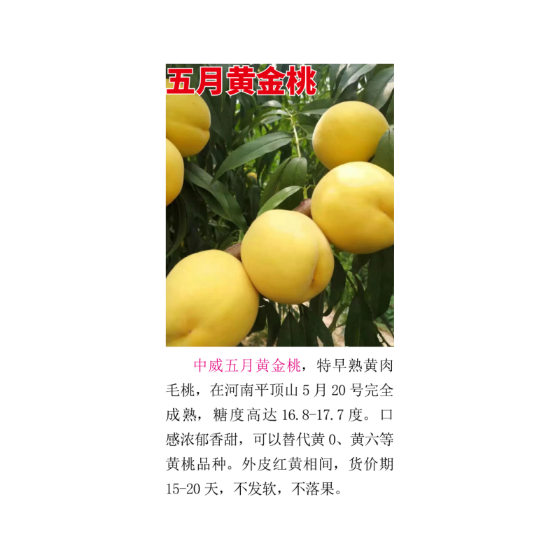 五月黄金桃特早熟黄肉毛桃5月20号熟口感浓郁香甜的桃树苗