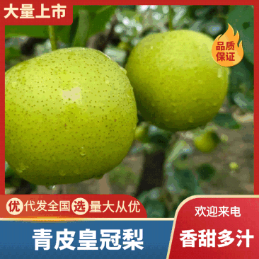 邢台青皇冠梨/鸭梨/雪花梨大量上市基地直供甜度高品质优