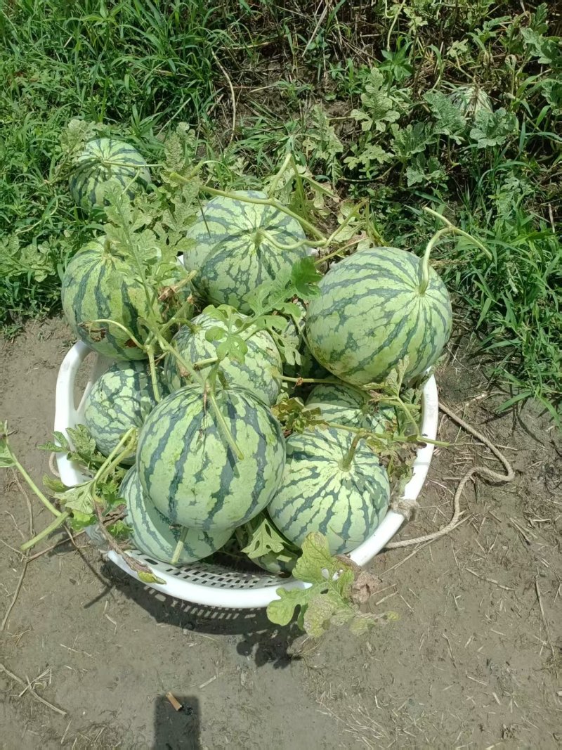奉贤8424西瓜落天西瓜清甜可口***********