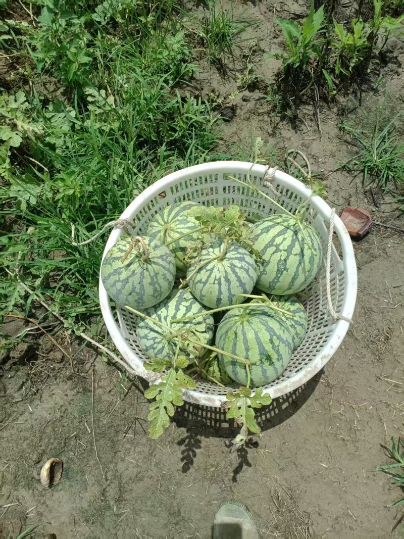奉贤8424西瓜落天西瓜清甜可口***********
