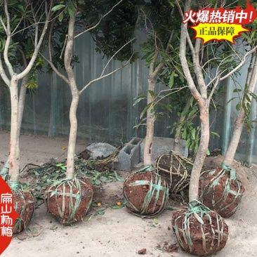 浙江晚稻杨梅苗批发台州早色金华早佳3-4月份成熟杨梅