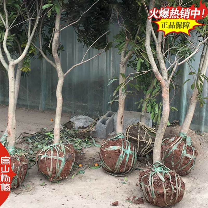 浙江晚稻杨梅苗批发台州早色金华早佳3-4月份成熟杨梅