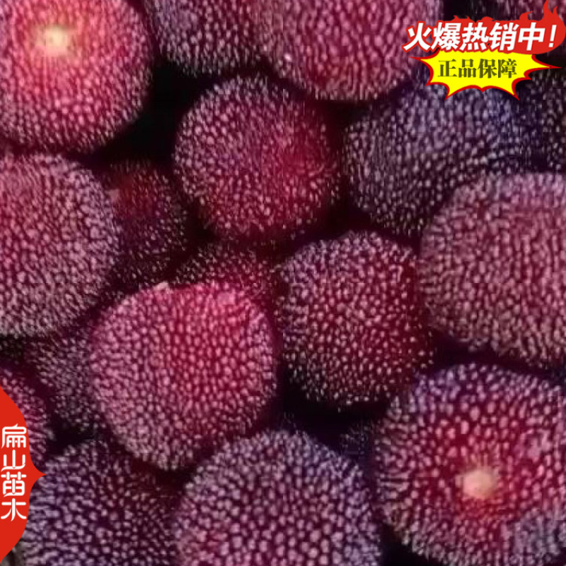 浙江晚稻杨梅苗批发台州早色金华早佳3-4月份成熟杨梅