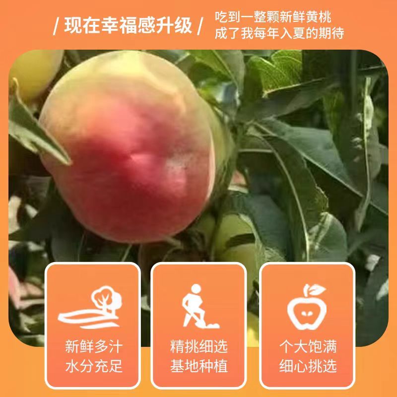 【自然成熟】湖南张家界黄桃自家果园现摘现发欢迎咨询