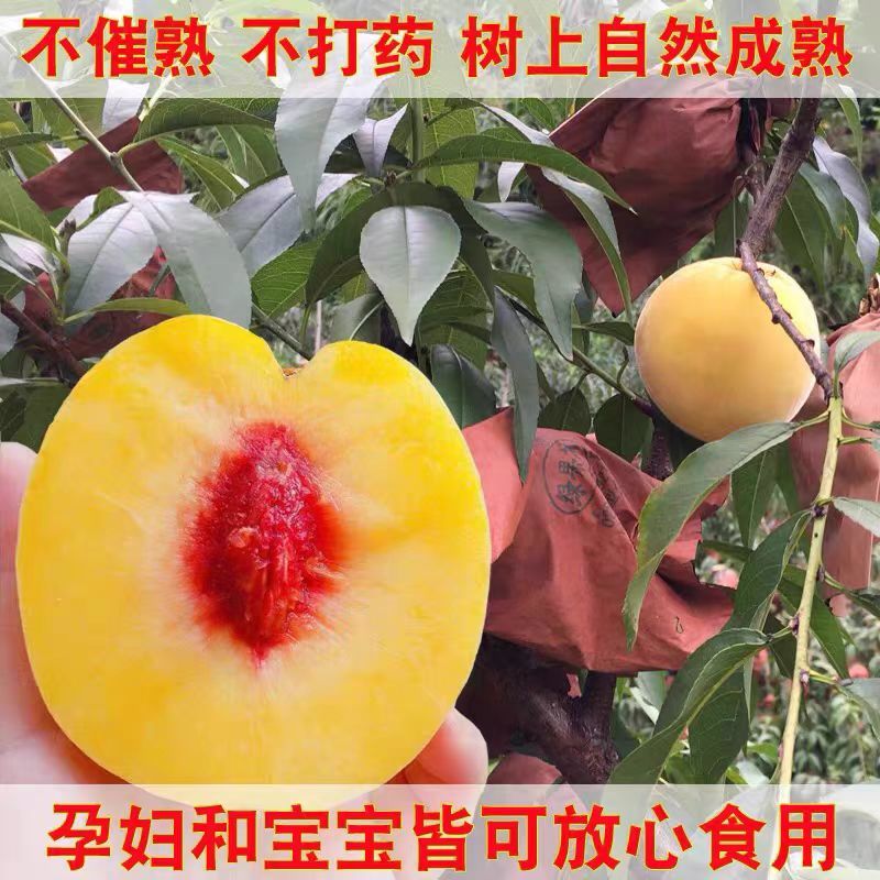 【自然成熟】湖南张家界黄桃自家果园现摘现发欢迎咨询