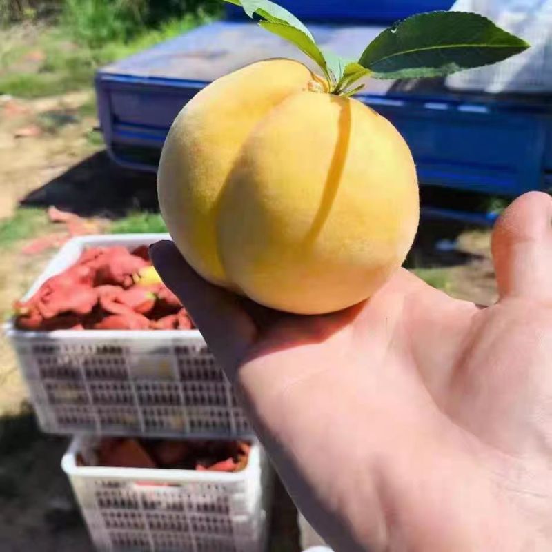 【自然成熟】湖南张家界黄桃自家果园现摘现发欢迎咨询