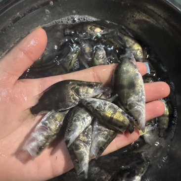鳜鱼，全国发货，可提供技术指导，存活率高，欢迎咨询