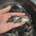 鳜鱼，全国发货，可提供技术指导，存活率高，欢迎咨询