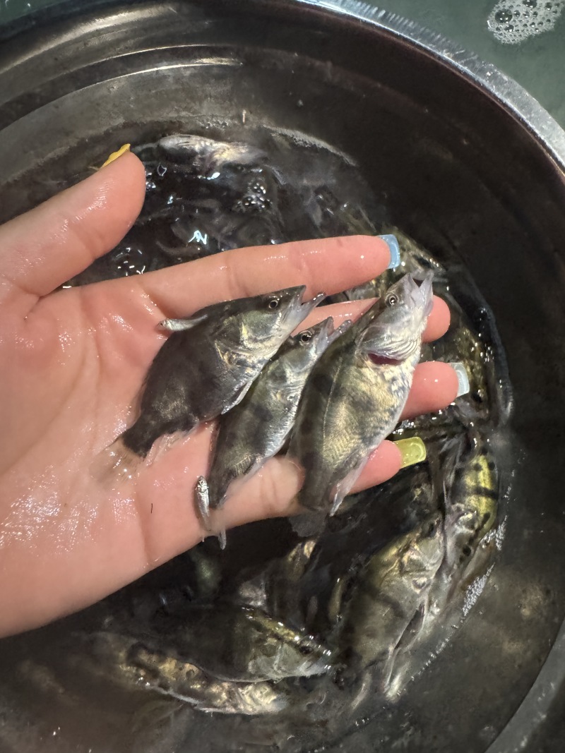 鳜鱼，全国发货，可提供技术指导，存活率高，欢迎咨询