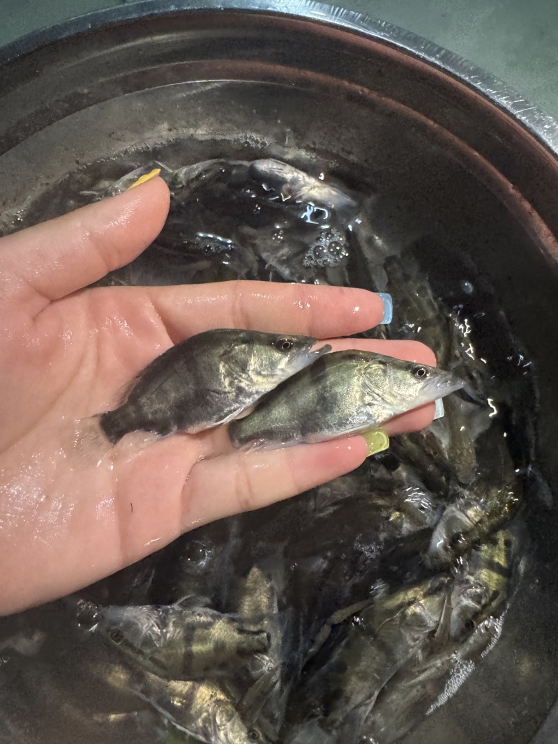 鳜鱼，全国发货，可提供技术指导，存活率高，欢迎咨询