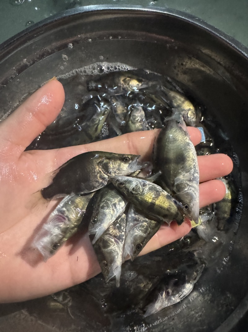 鳜鱼，全国发货，可提供技术指导，存活率高，欢迎咨询