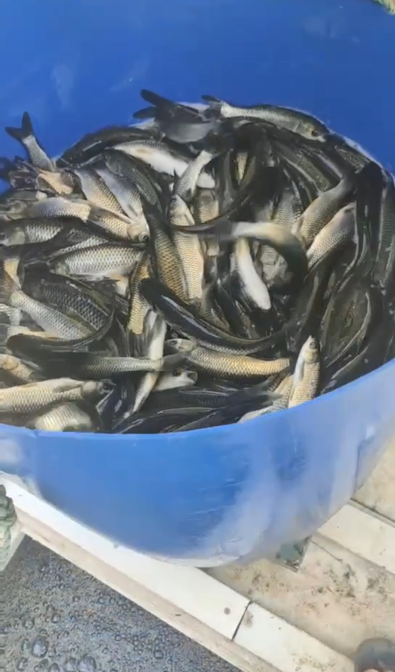 长江草鱼苗，全国发货，保质保量，欢迎咨询，价格优惠