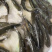 长江草鱼苗，全国发货，保质保量，欢迎咨询，价格优惠