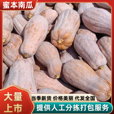 【基地直供】云南红河精品高山蜜本南瓜粉糯香甜现摘现发