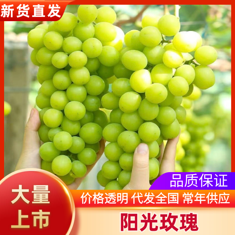【精选】云南精品阳光玫瑰香甜多汁基地直供对接商超电
