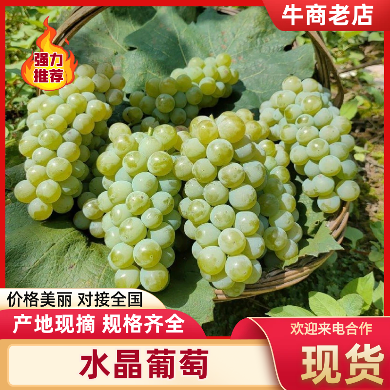 【实力商家】精品水晶葡萄大量供应现摘现发品质保证