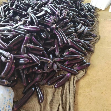 贵州茄子烧烤茄新鲜采摘大量直供价格美丽