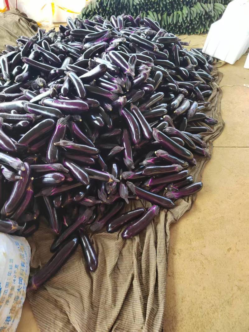 贵州茄子烧烤茄新鲜采摘大量直供价格美丽