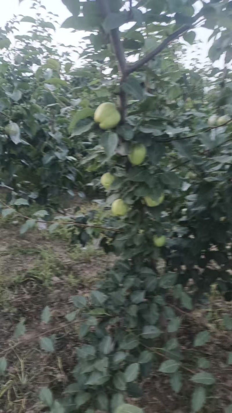 精品早酥梨皮薄核小多汁，酸甜可口
