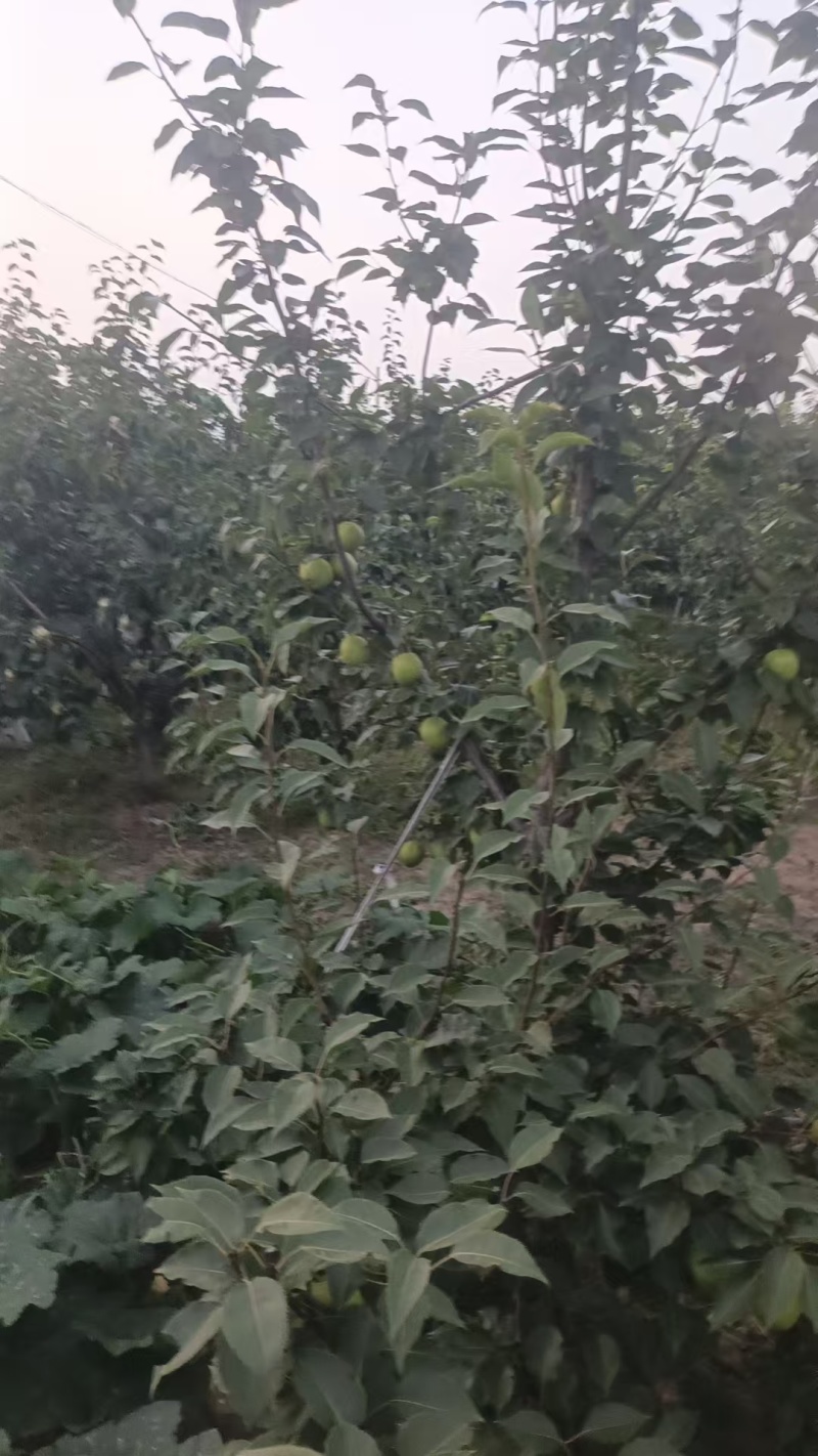 精品早酥梨皮薄核小多汁，酸甜可口